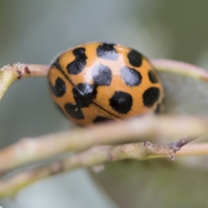 Harmonia conformis at Higgins, ACT - 19 Nov 2022