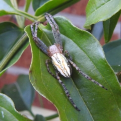 Plebs bradleyi (Enamelled spider) at Lions Youth Haven - Westwood Farm A.C.T. - 23 Nov 2022 by HelenCross