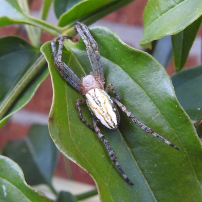 Plebs bradleyi (Enamelled spider) at Lions Youth Haven - Westwood Farm A.C.T. - 23 Nov 2022 by HelenCross