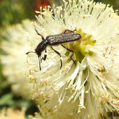Eleale sp. (genus) (Clerid beetle) at Acton, ACT - 23 Nov 2022 by HelenCross