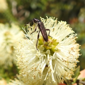 Eleale sp. (genus) at Acton, ACT - 23 Nov 2022 01:25 PM