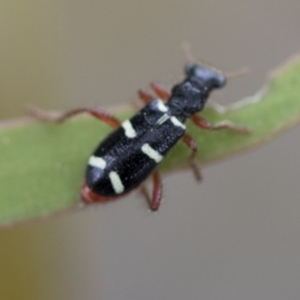 Lemidia nitens at Higgins, ACT - 19 Nov 2022