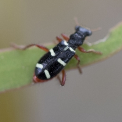 Lemidia nitens (A clerid beetle) at Higgins, ACT - 19 Nov 2022 by AlisonMilton
