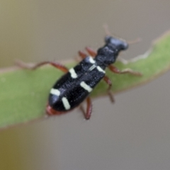 Lemidia nitens (A clerid beetle) at Higgins, ACT - 19 Nov 2022 by AlisonMilton
