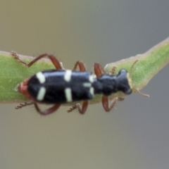 Lemidia nitens at Higgins, ACT - 19 Nov 2022 01:27 PM