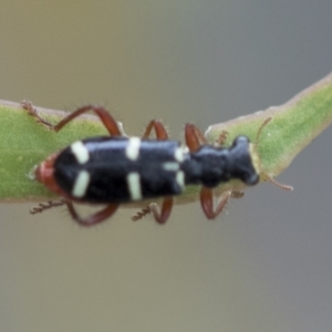 Lemidia nitens at Higgins, ACT - 19 Nov 2022