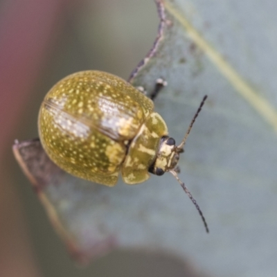 Paropsisterna cloelia (Eucalyptus variegated beetle) at Higgins, ACT - 19 Nov 2022 by AlisonMilton