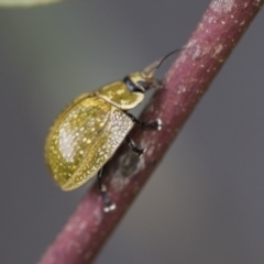 Paropsisterna cloelia at Higgins, ACT - 19 Nov 2022