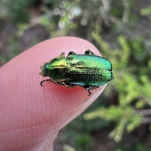 Diphucephala sp. (genus) at Ansons Bay, TAS - 20 Nov 2022