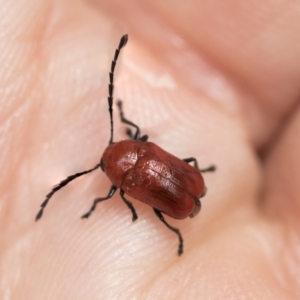 Aporocera (Aporocera) haematodes at Higgins, ACT - 19 Nov 2022