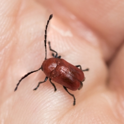 Aporocera (Aporocera) haematodes (A case bearing leaf beetle) at Higgins, ACT - 19 Nov 2022 by AlisonMilton