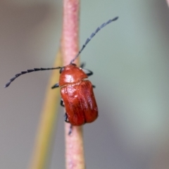 Aporocera (Aporocera) haematodes at Higgins, ACT - 19 Nov 2022