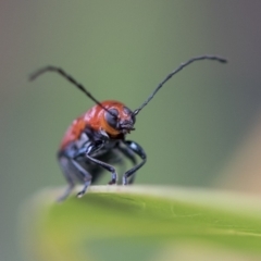 Aporocera (Aporocera) haematodes at Higgins, ACT - 19 Nov 2022