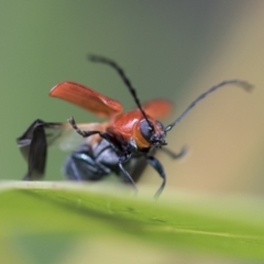 Aporocera (Aporocera) haematodes at Higgins, ACT - 19 Nov 2022