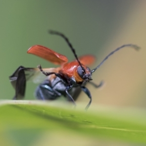 Aporocera (Aporocera) haematodes at Higgins, ACT - 19 Nov 2022