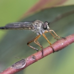 Cerdistus sp. (genus) (Yellow Slender Robber Fly) at Higgins, ACT - 19 Nov 2022 by AlisonMilton