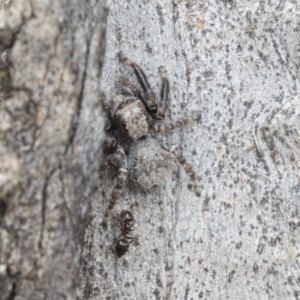 Servaea sp. (genus) at Higgins, ACT - 19 Nov 2022