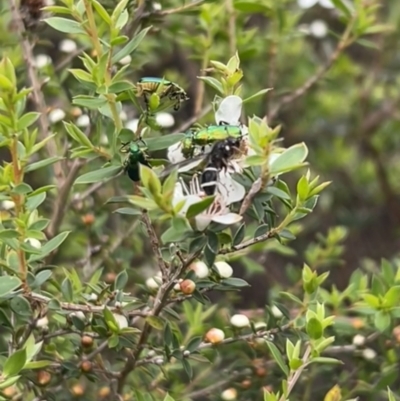 Unidentified Potter wasp (Vespidae, Eumeninae) at Ansons Bay, TAS - 20 Nov 2022 by SimoneC