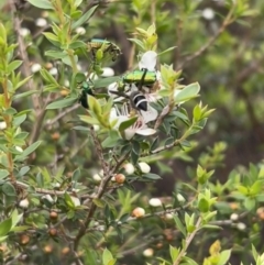 Paralastor sp. (genus) at Ansons Bay, TAS - 20 Nov 2022