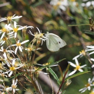 Olearia erubescens at Rendezvous Creek, ACT - 18 Nov 2022 01:46 PM