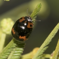 Peltoschema oceanica (Oceanica leaf beetle) at Higgins, ACT - 19 Nov 2022 by AlisonMilton