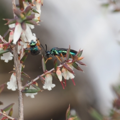 Eurys sp. (genus) (Eurys sawfly) at Namadgi National Park - 18 Nov 2022 by RAllen