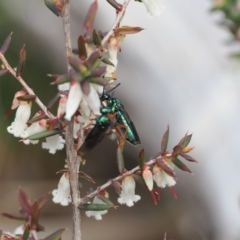 Eurys sp. (genus) at Mount Clear, ACT - 18 Nov 2022