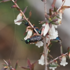 Eurys sp. (genus) at Mount Clear, ACT - 18 Nov 2022 02:40 PM