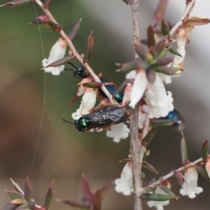 Eurys sp. (genus) at Mount Clear, ACT - 18 Nov 2022