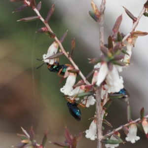 Eurys sp. (genus) at Mount Clear, ACT - 18 Nov 2022