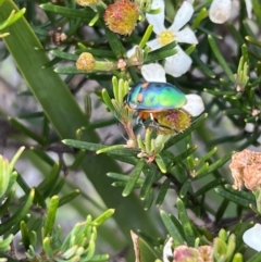 Unidentified Shield, Stink or Jewel Bug (Pentatomoidea) at Ansons Bay, TAS - 20 Nov 2022 by SimoneC