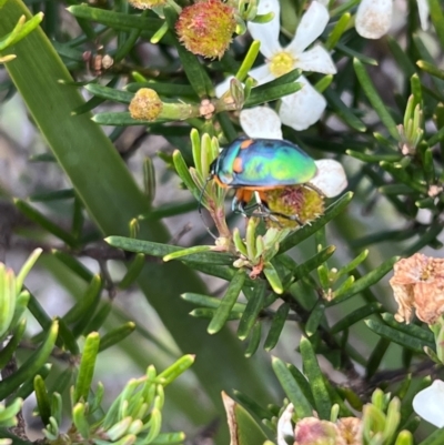 Unidentified Shield, Stink or Jewel Bug (Pentatomoidea) at Ansons Bay, TAS - 20 Nov 2022 by SimoneC