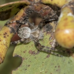 Salsa fuliginata (Sooty Orb-weaver) at Higgins, ACT - 19 Nov 2022 by AlisonMilton