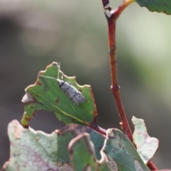 Unidentified Moth (Lepidoptera) at Mount Clear, ACT - 18 Nov 2022 by RAllen