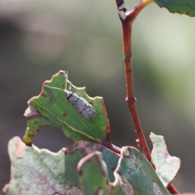 Unidentified Moth (Lepidoptera) at Namadgi National Park - 18 Nov 2022 by RAllen