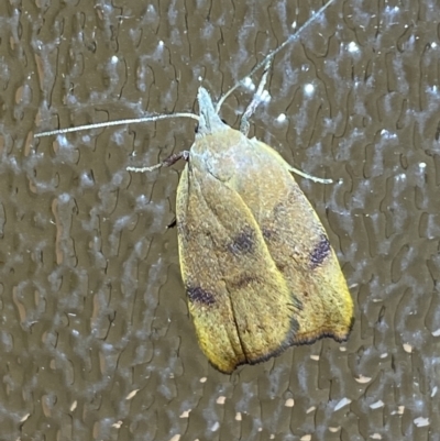 Tortricopsis euryphanella (A Concealer moth (Wingia group)) at Jerrabomberra, NSW - 23 Nov 2022 by SteveBorkowskis