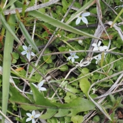 Lobelia pedunculata (Matted Pratia) at Booth, ACT - 18 Nov 2022 by RAllen