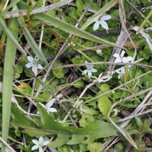 Lobelia pedunculata at Booth, ACT - 18 Nov 2022 03:18 PM