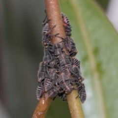 Eurymeloides minuta (Gumtree leafhopper) at Higgins, ACT - 19 Nov 2022 by AlisonMilton