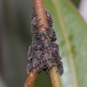 Eurymeloides minuta at Higgins, ACT - 19 Nov 2022 01:28 PM