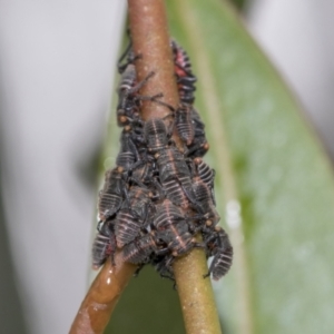 Eurymeloides minuta at Higgins, ACT - 19 Nov 2022