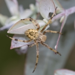 Cyclosa fuliginata (species-group) (An orb weaving spider) at Scullin, ACT - 19 Nov 2022 by AlisonMilton