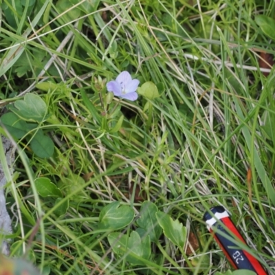 Veronica gracilis (Slender Speedwell) at Booth, ACT - 18 Nov 2022 by RAllen