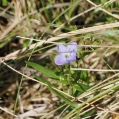 Veronica gracilis at Booth, ACT - 18 Nov 2022