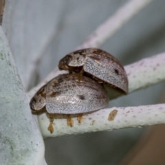 Paropsisterna m-fuscum (Eucalyptus Leaf Beetle) at Scullin, ACT - 19 Nov 2022 by AlisonMilton