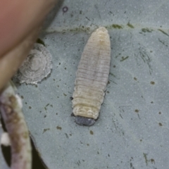 Paropsisterna m-fuscum at Scullin, ACT - 19 Nov 2022