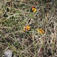 Pultenaea capitellata (Hard-head Bush-pea) at Booth, ACT - 18 Nov 2022 by RAllen