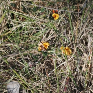 Pultenaea capitellata at Booth, ACT - 18 Nov 2022