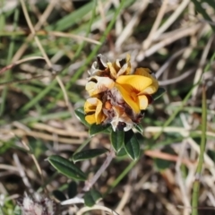 Pultenaea capitellata at Booth, ACT - 18 Nov 2022