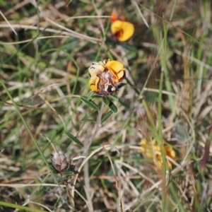 Pultenaea capitellata at Booth, ACT - 18 Nov 2022